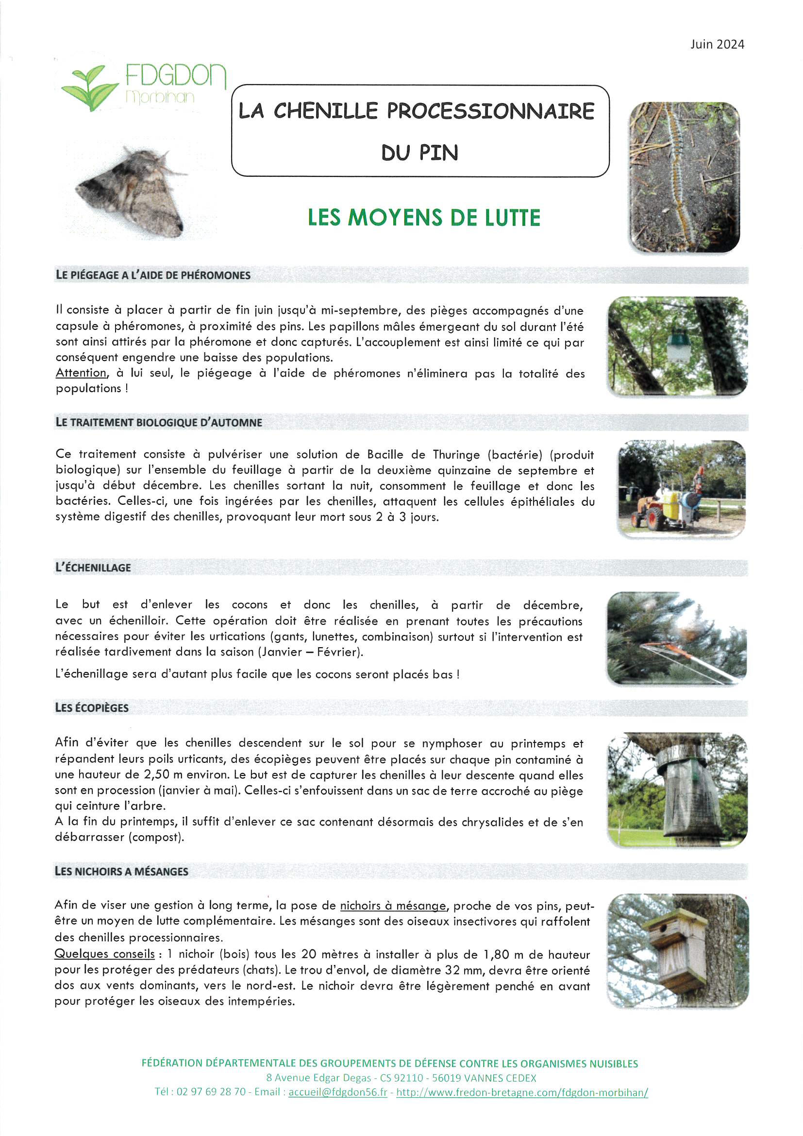 La Chenille processionnaire du pin 